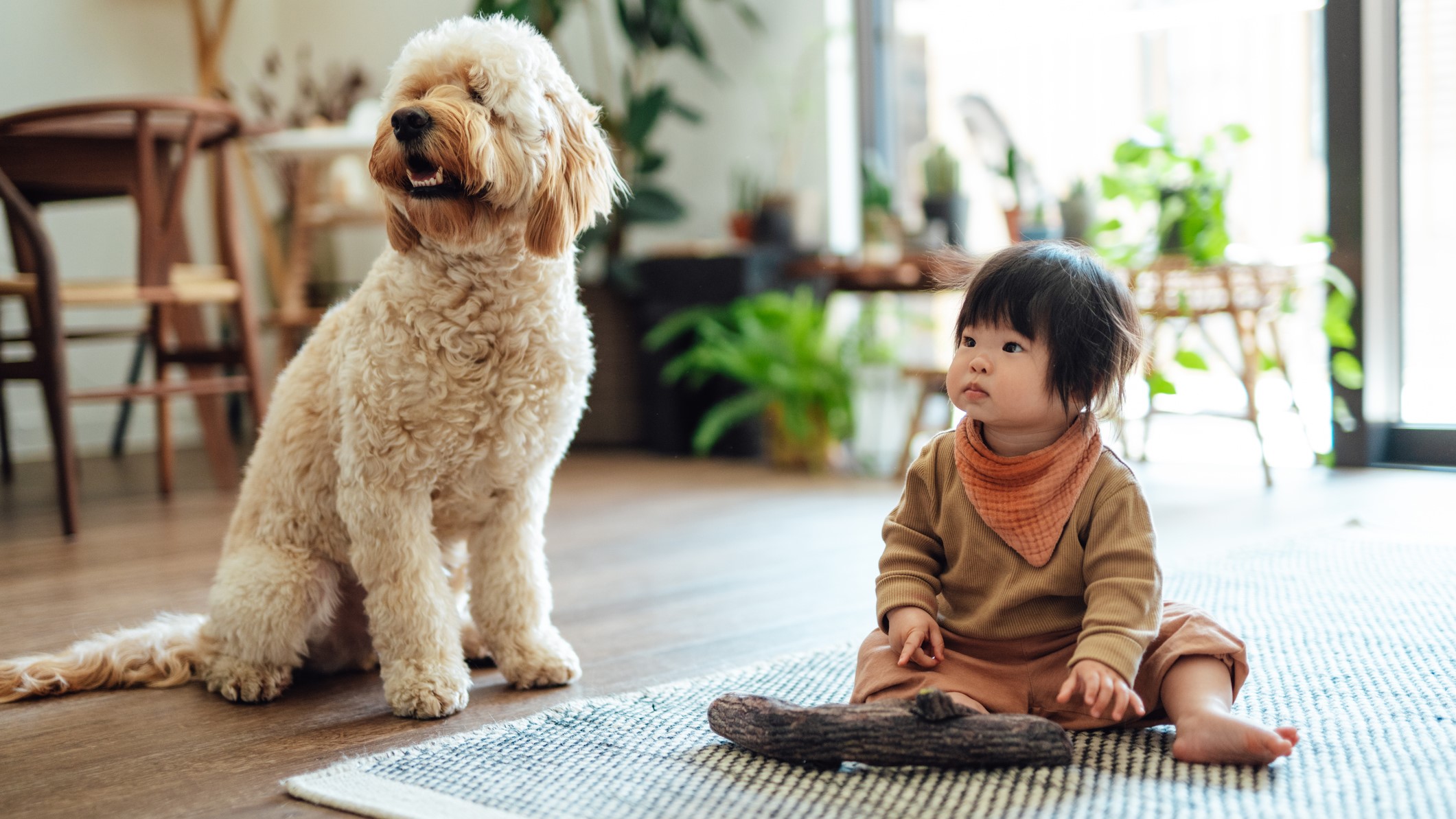 Six Crucial Pointers For Owners Of Teacup Puppies